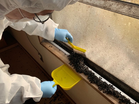 大量のハエが死んでいた孤立死現場にて、特殊清掃を丁寧に実施中。臭気・害虫・感染リスクに対応しています。